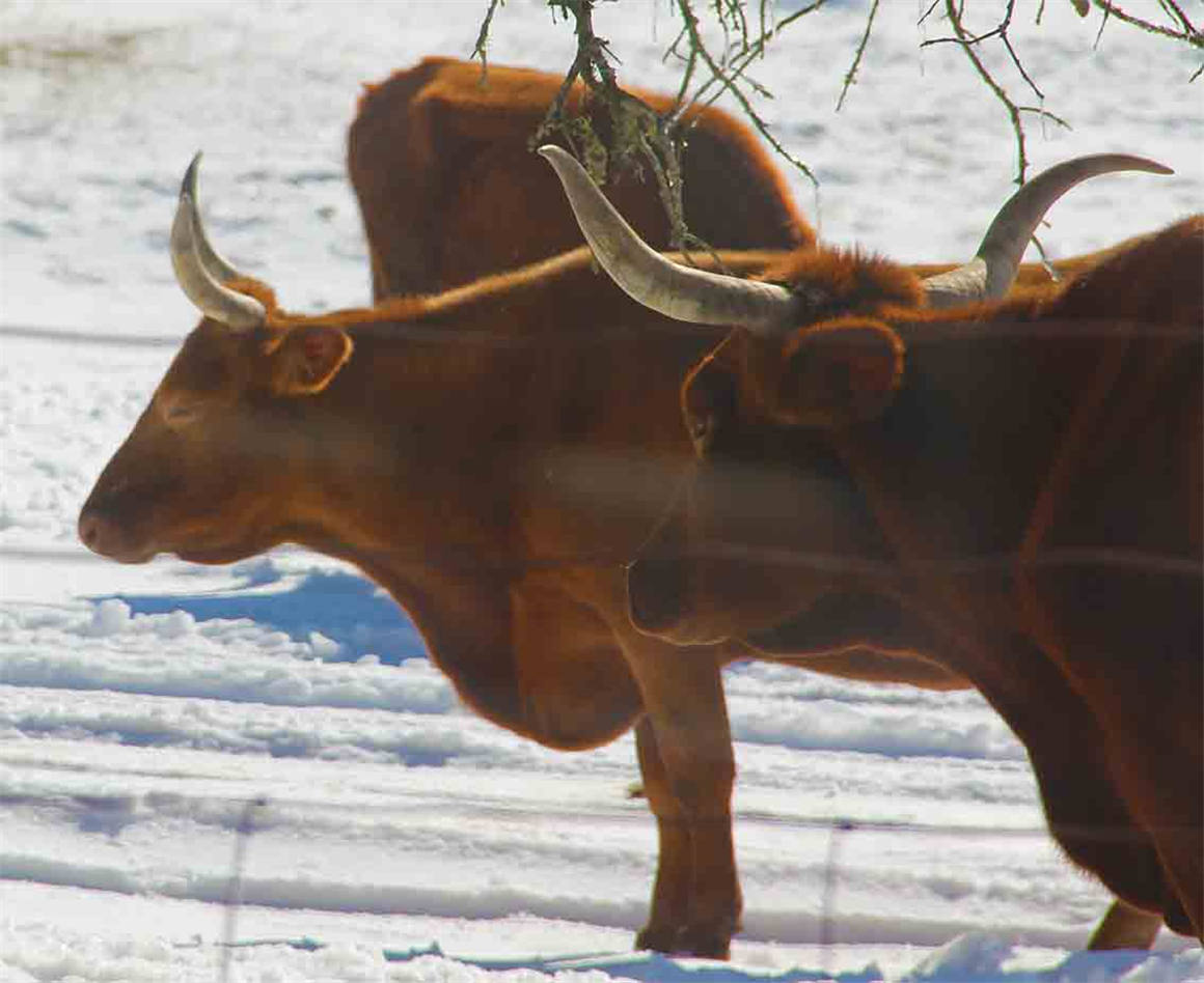 Texas Photographer