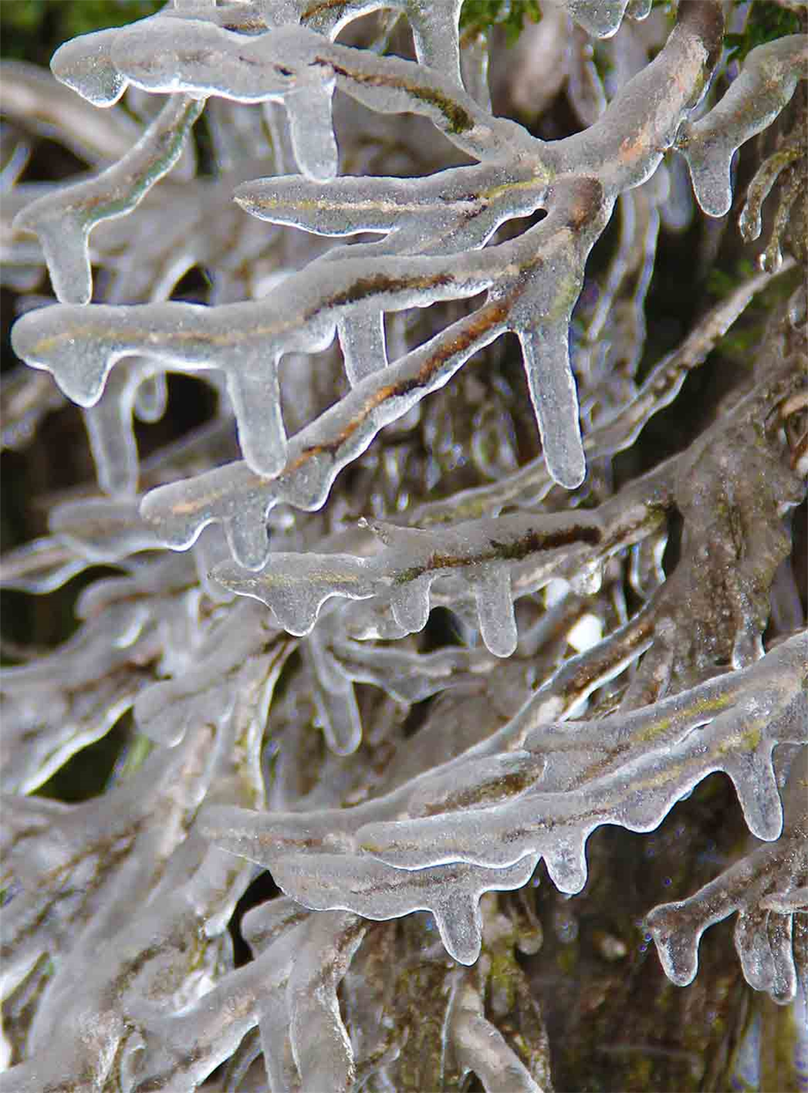 Macro Photo of Ice